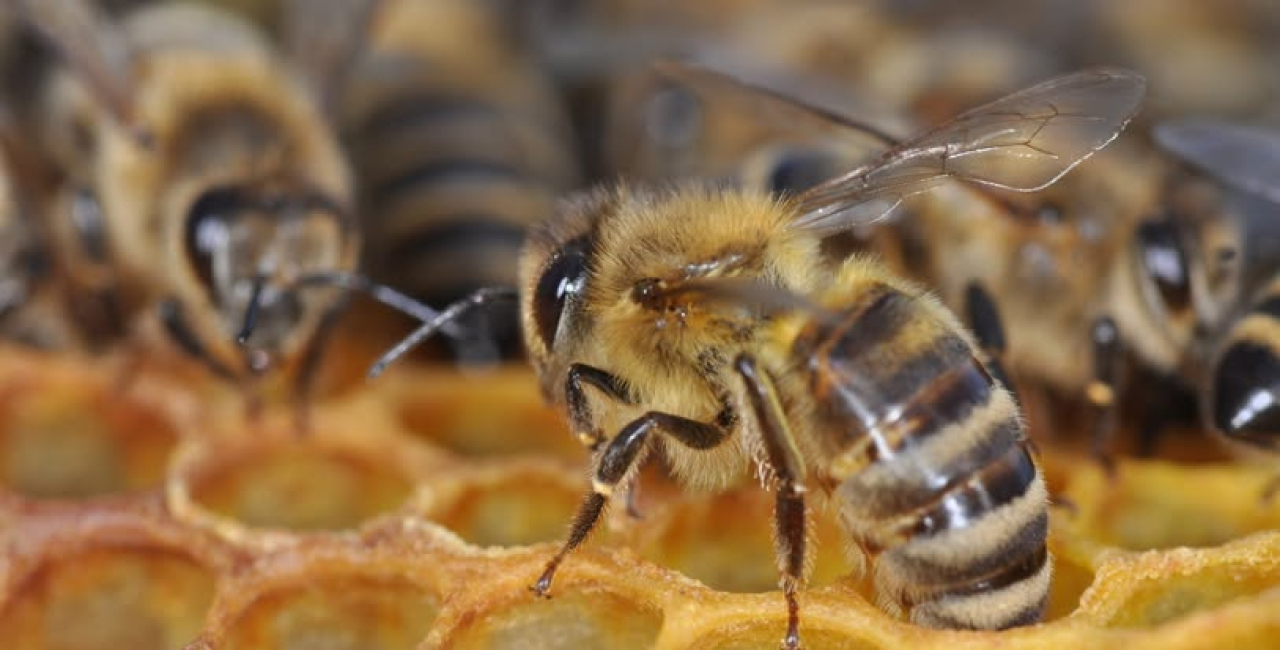 Promuovere le api significa rafforzare l’agricoltura